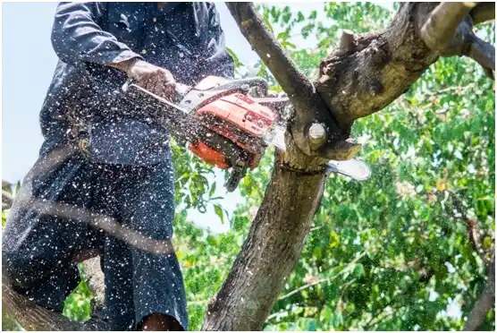 tree services Branchville